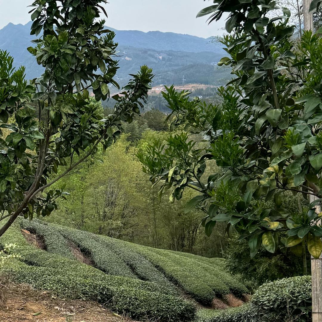 茂如茶叶店