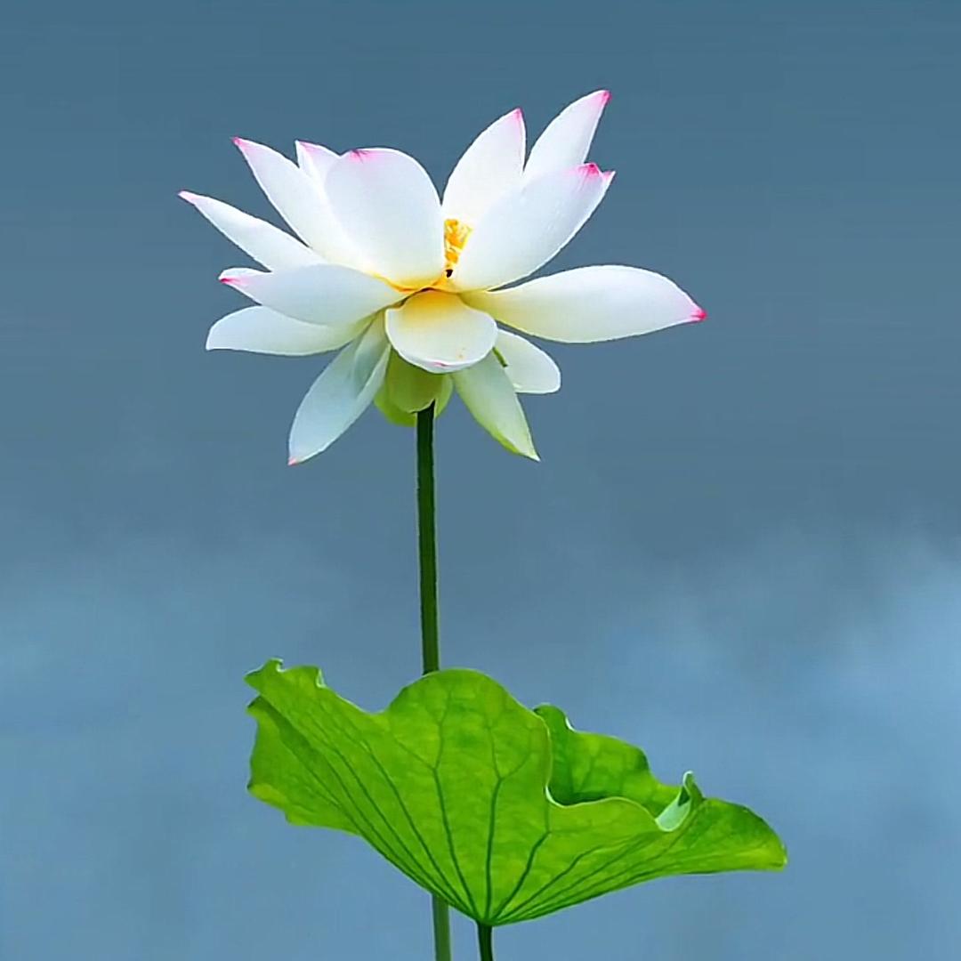 李老师生活分享