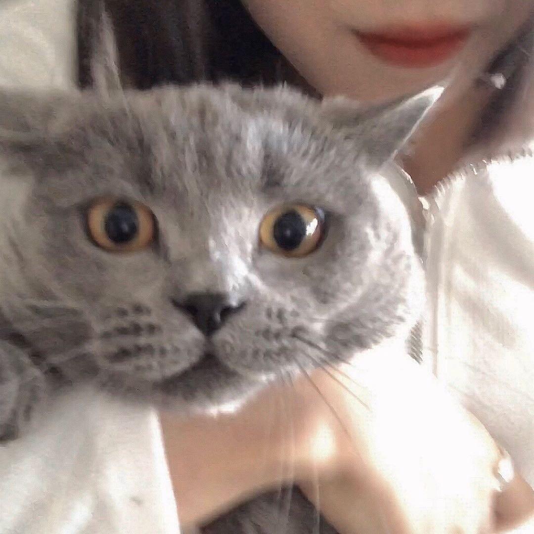 有只猫猫叫二七