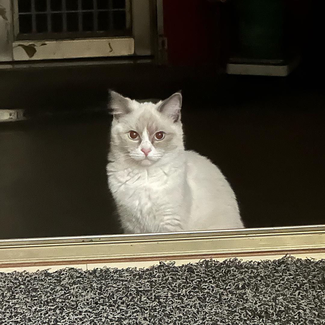懒猫Aryar_