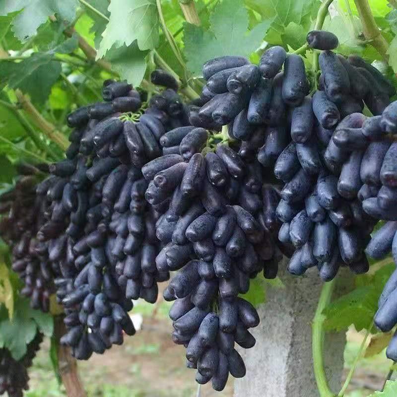 甜蜜蓝宝石明日达