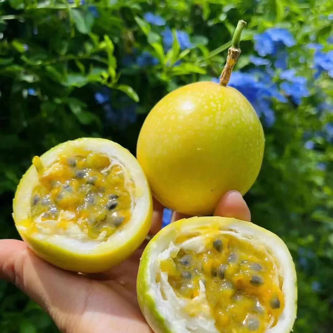 老八百香果
