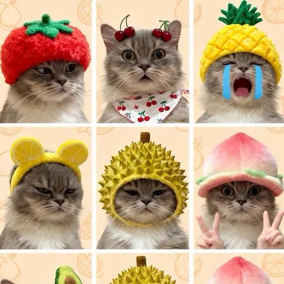 文静内敛小猫咪🐱