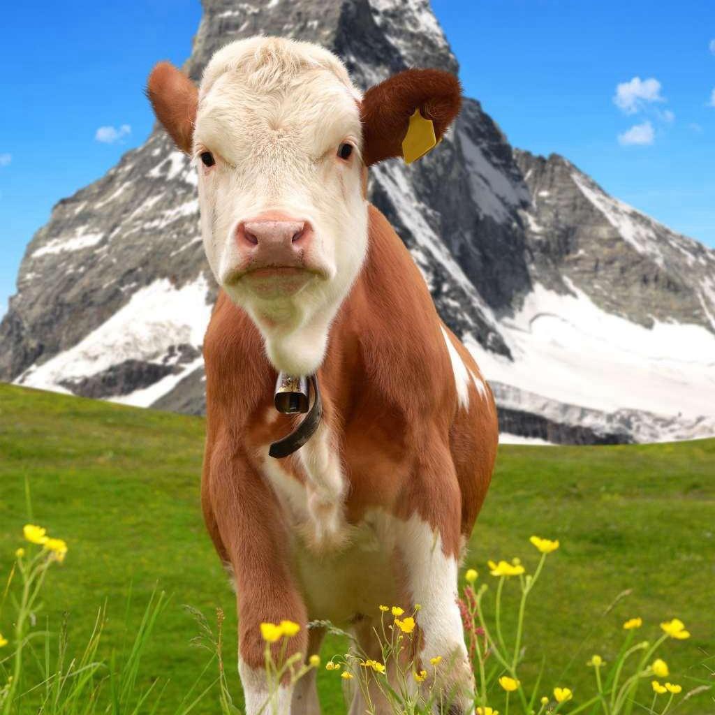 小吴家有🐮🐮