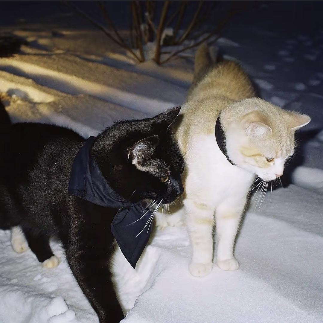 𝑀𝑜𝑜𝑛𝑙𝑖𝑔ℎ𝑡