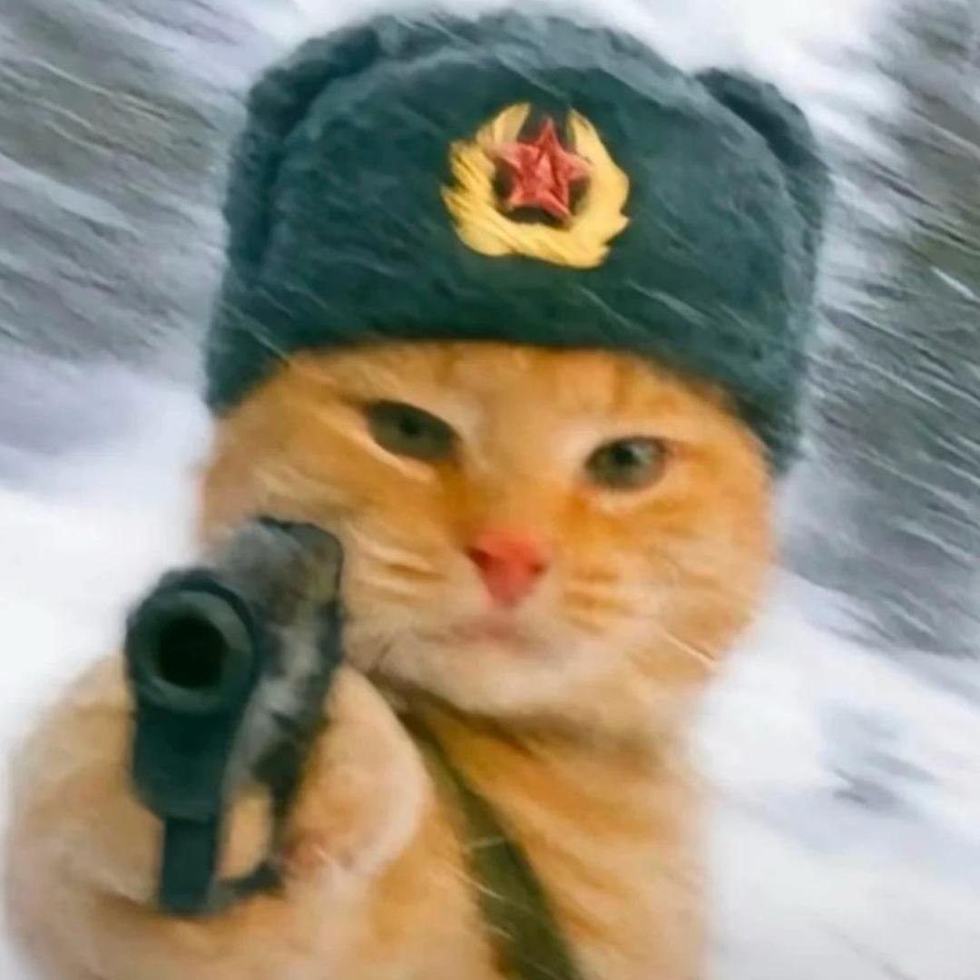 骑猫猫干坏事🐈