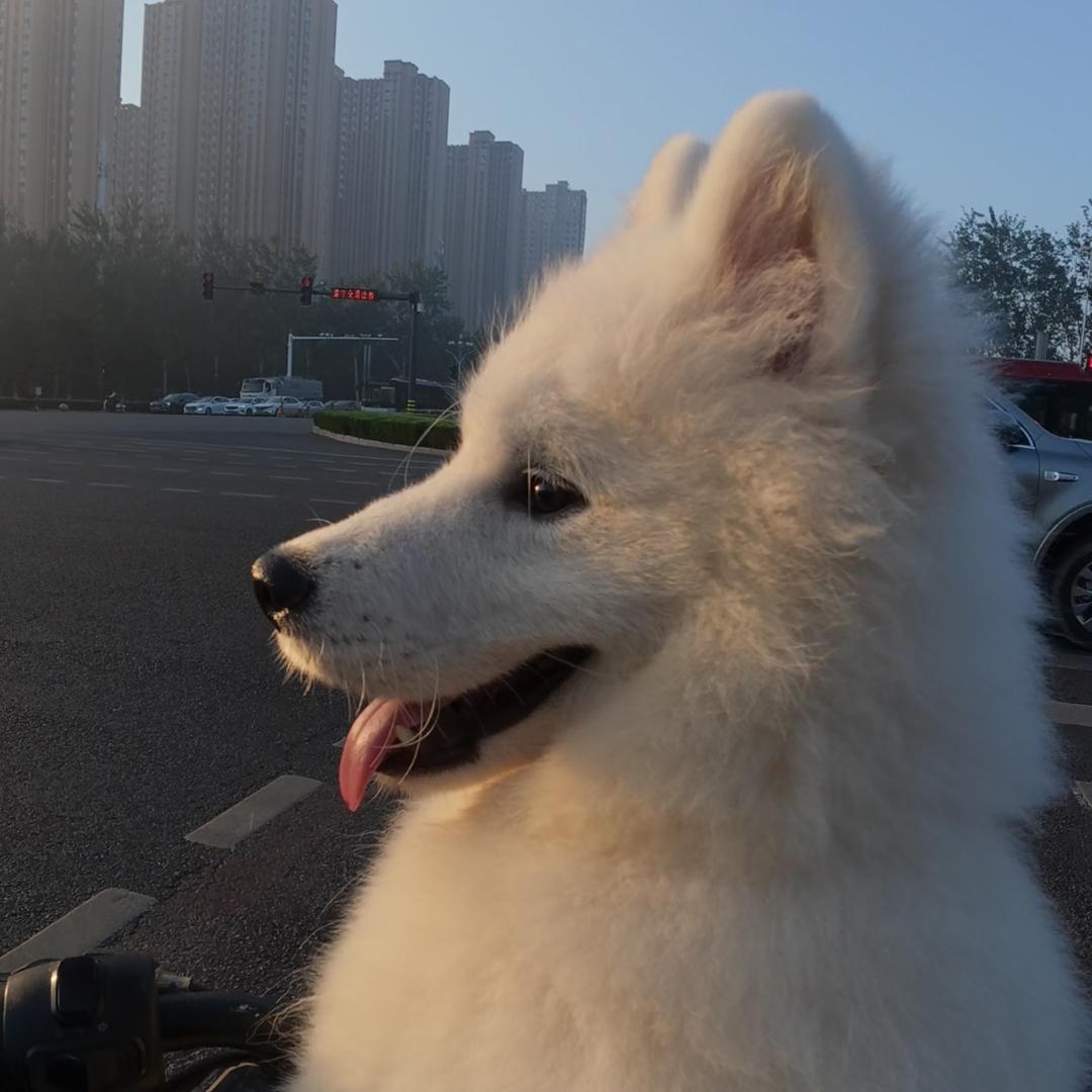 大白不是熊🐻🐻‍❄️