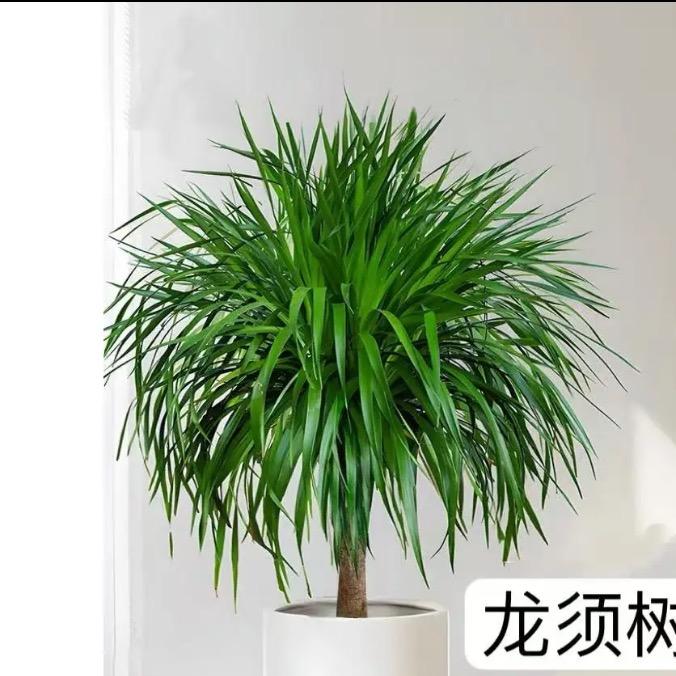 栀尚花语坊