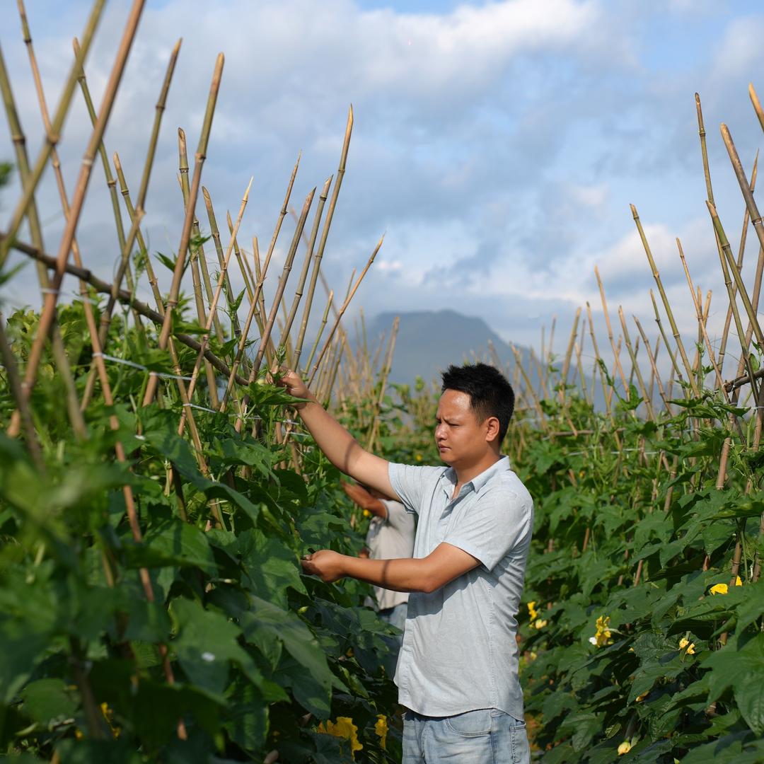 肖秘书的凤凰山土特产