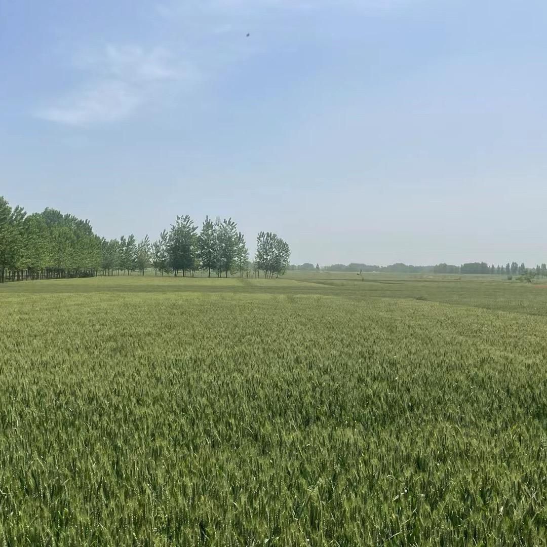 李浚豪二亩地的麦子熟了