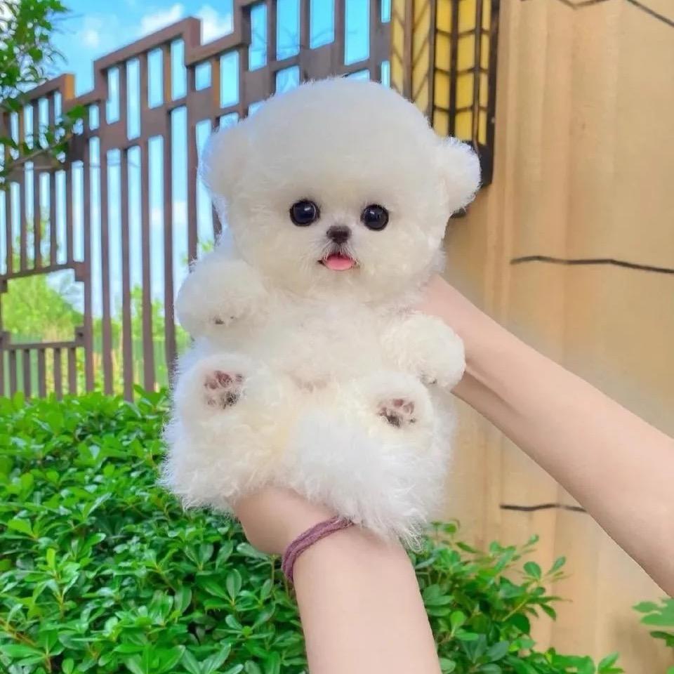 高陵宠物小毛