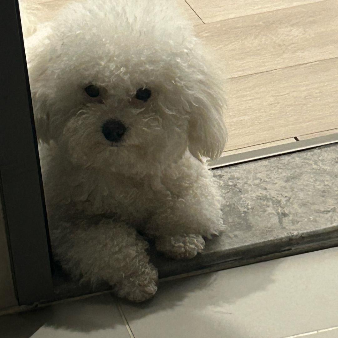 糖果是比熊