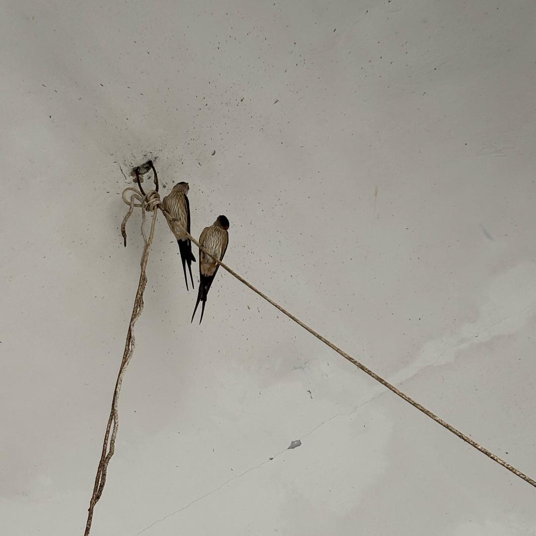 🍀好运🌿相伴