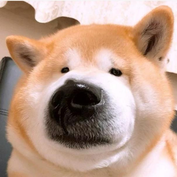 老实人狗子⭐（李信）@抖音