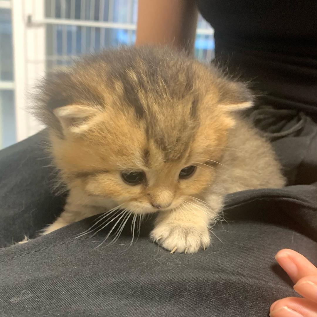 父与子胖球胖墩