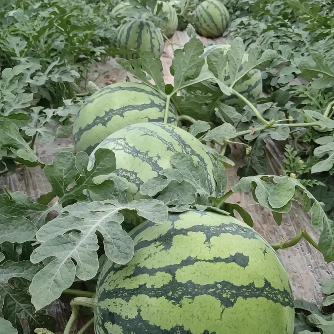 晨露生态农业农场