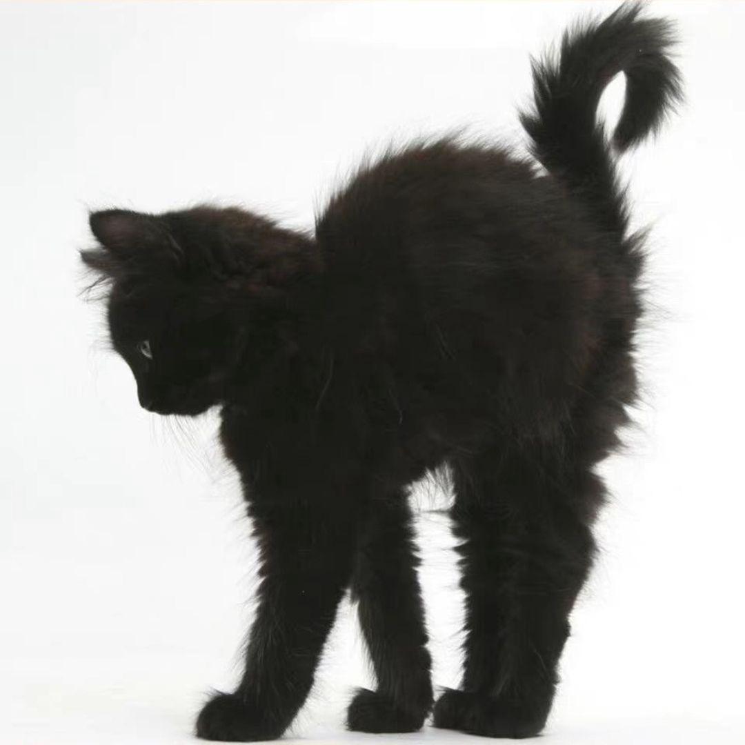 不是小丑就是鱼