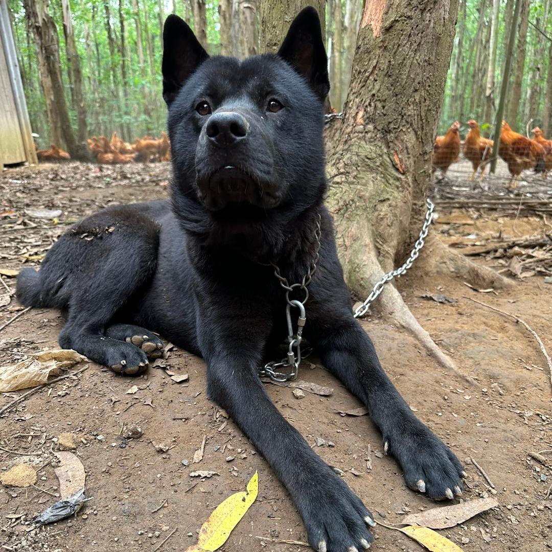 状状宠物