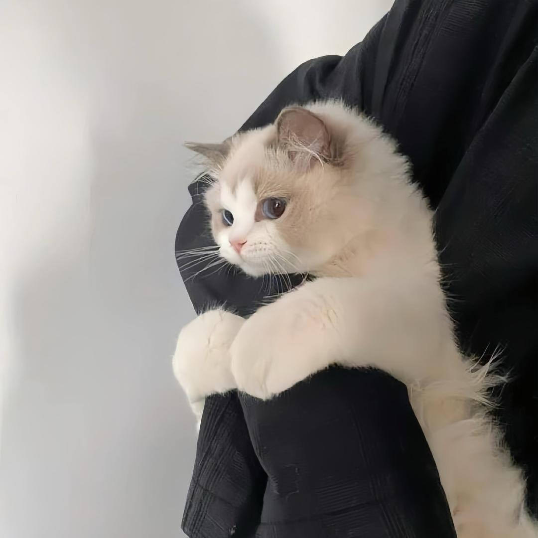 春树