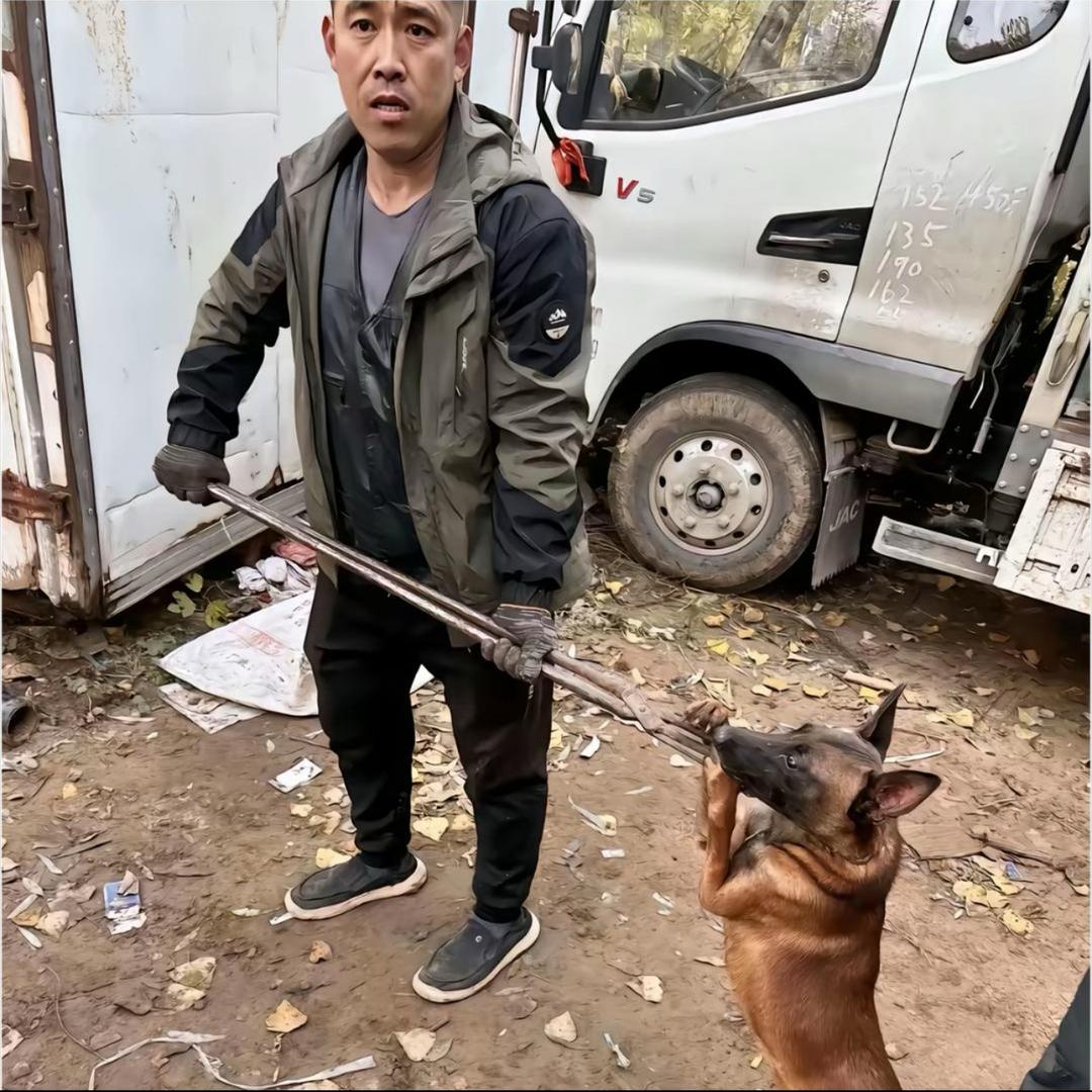 Aaa河南专业套狗张师傅