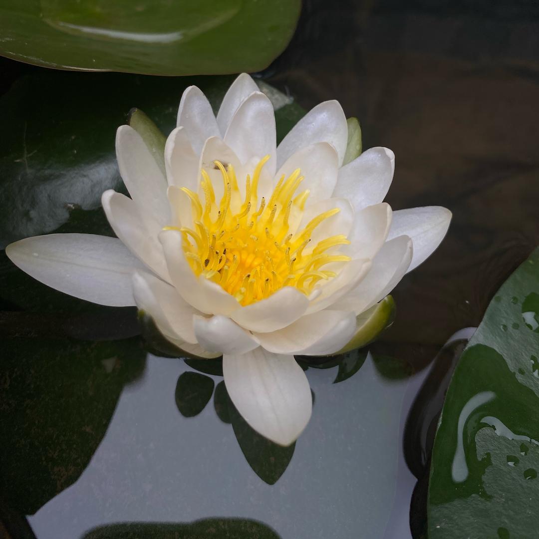 春日市集