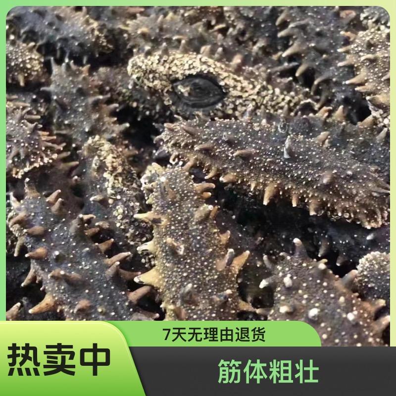 盛怡海参严选店