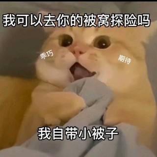 奶猫