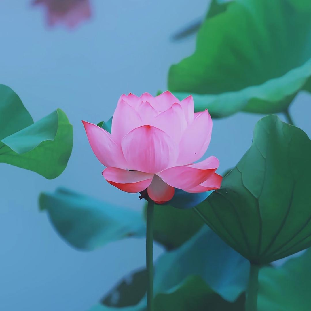 小霹雳老师