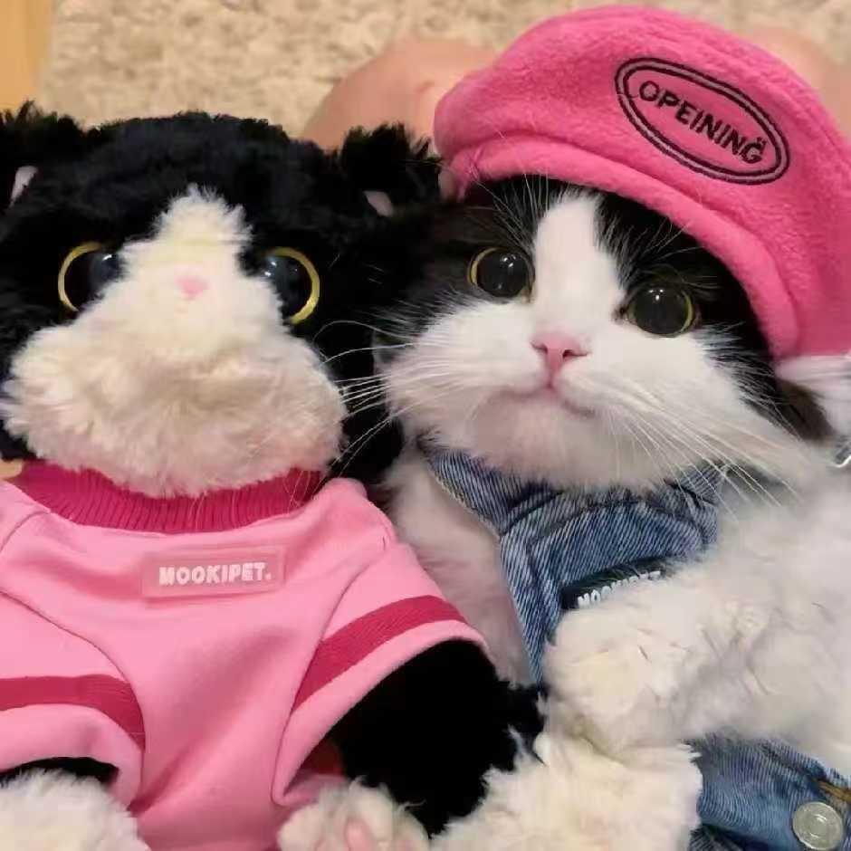 猫猫不吃鱼