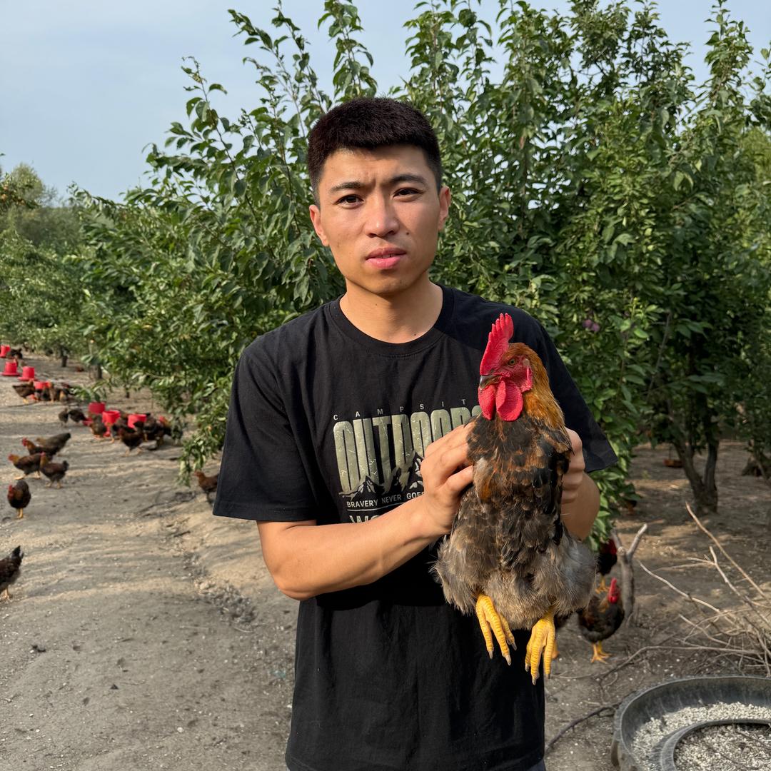 小刚-东北农村散养笨小鸡笨大鹅