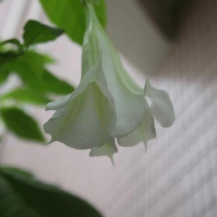 琼山柒伐（可私聊）