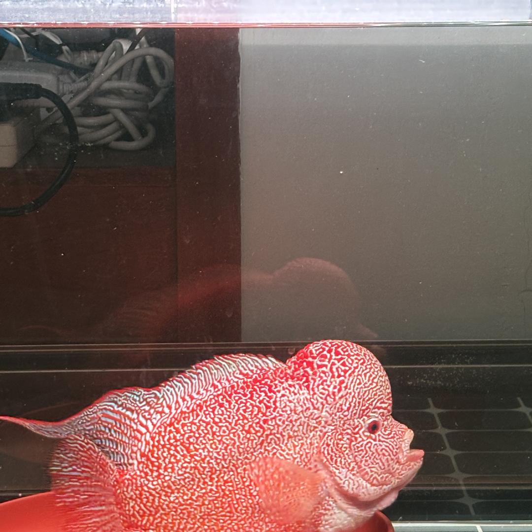 缘通观赏鱼