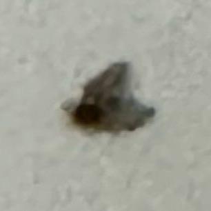 洛梓