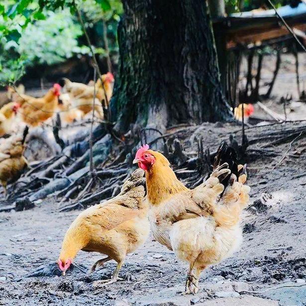 徽州山林·养鸡青年