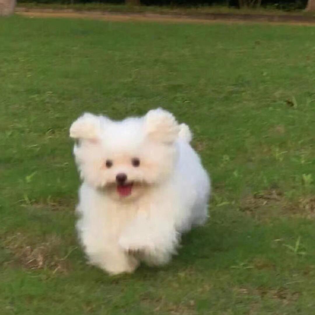 昊昊大王