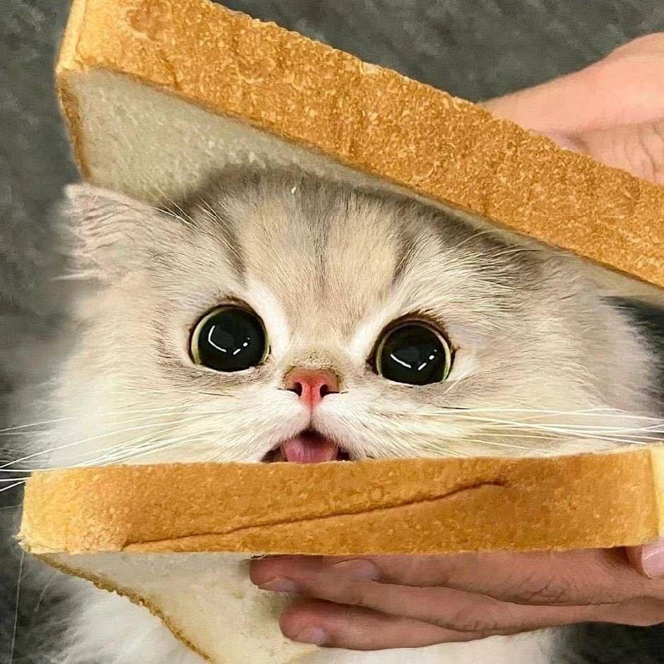 桃之夭夭
