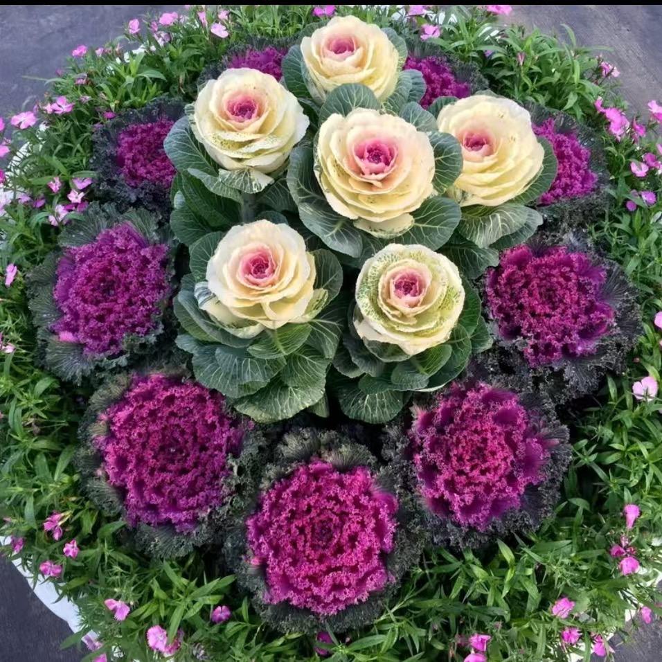 天美优植园艺