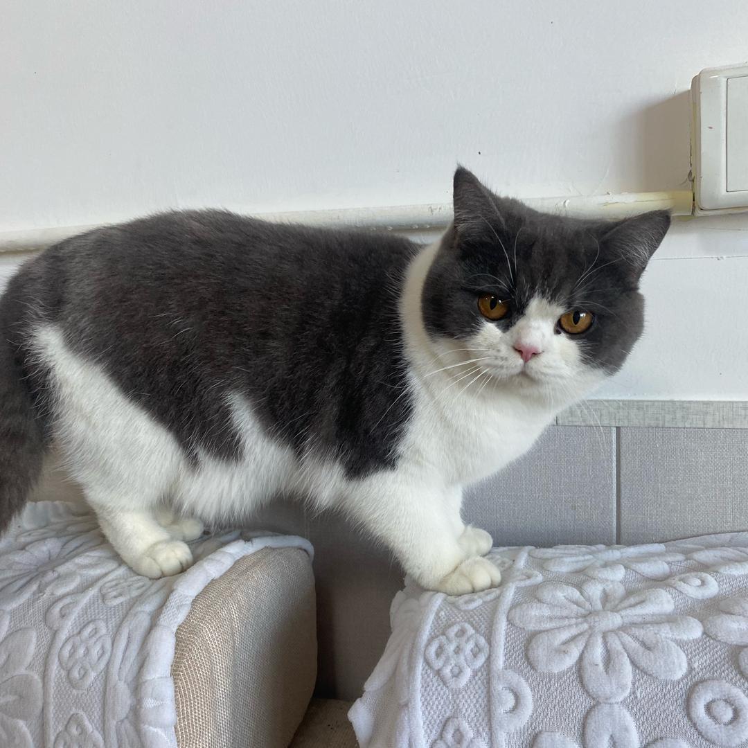 鑫哥家的英国短毛猫