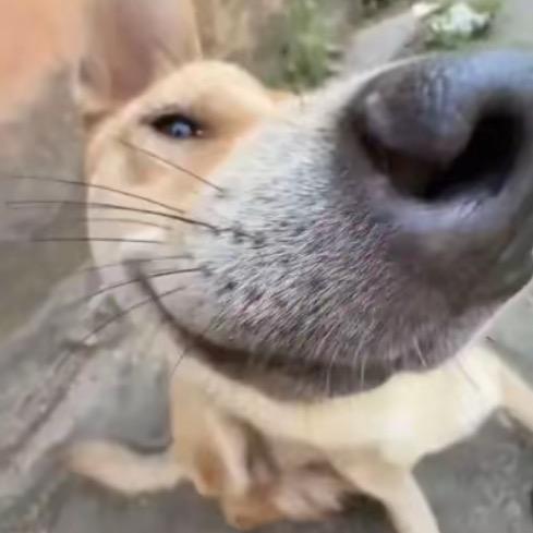 猪头小三.