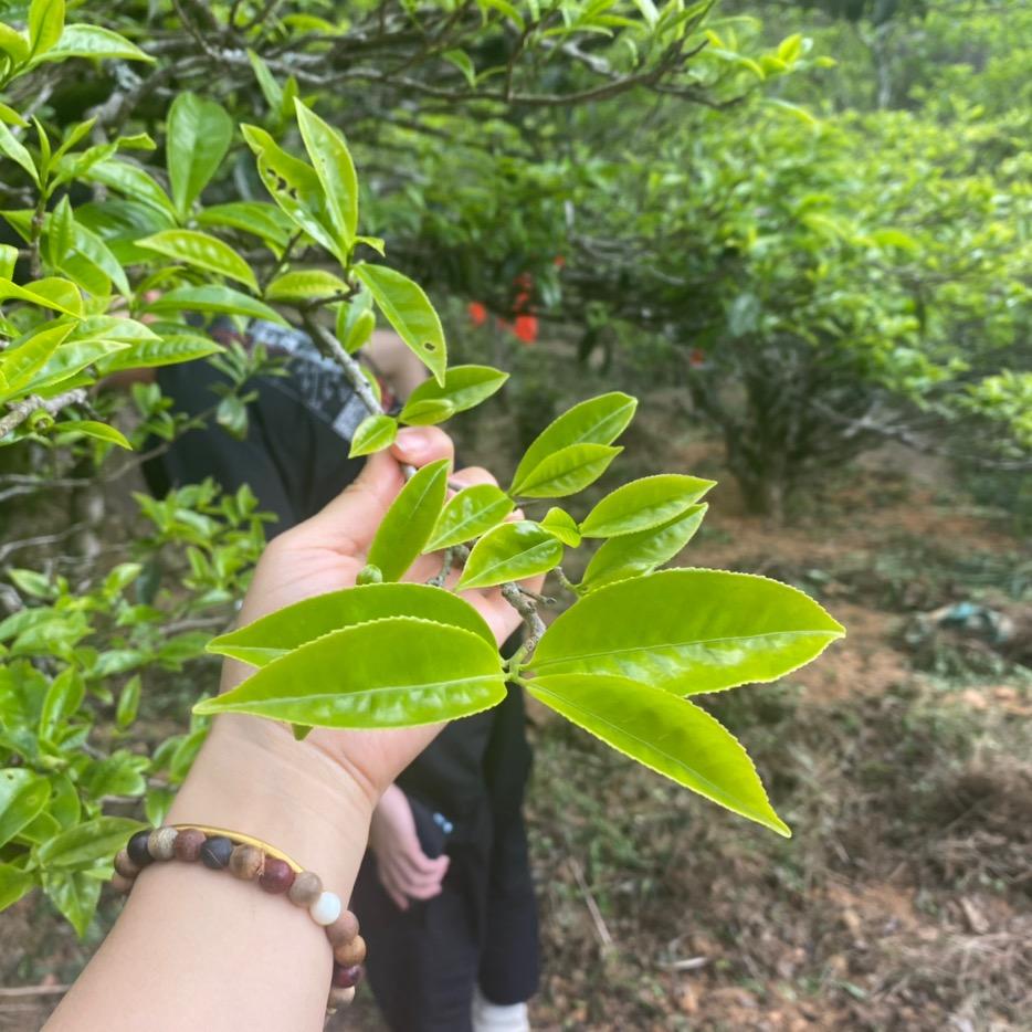 品满春茶叶