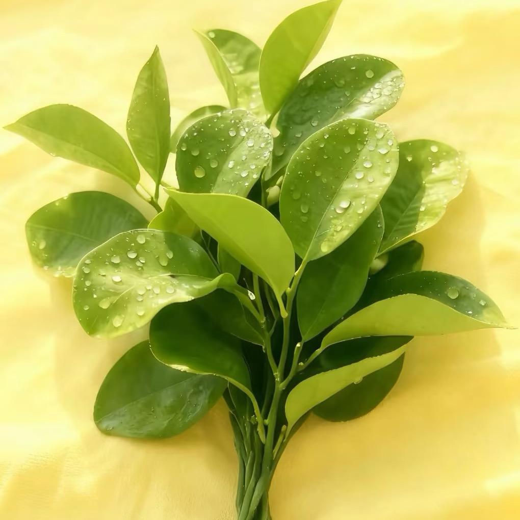 月入10达不刘女士