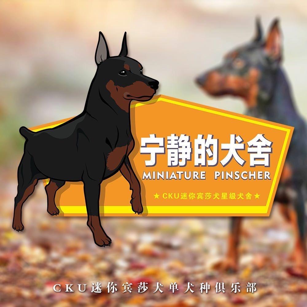 宁静赛级迷你宾莎犬