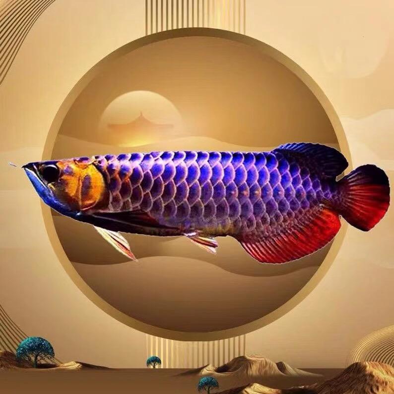 小晴龙鱼批发渔场