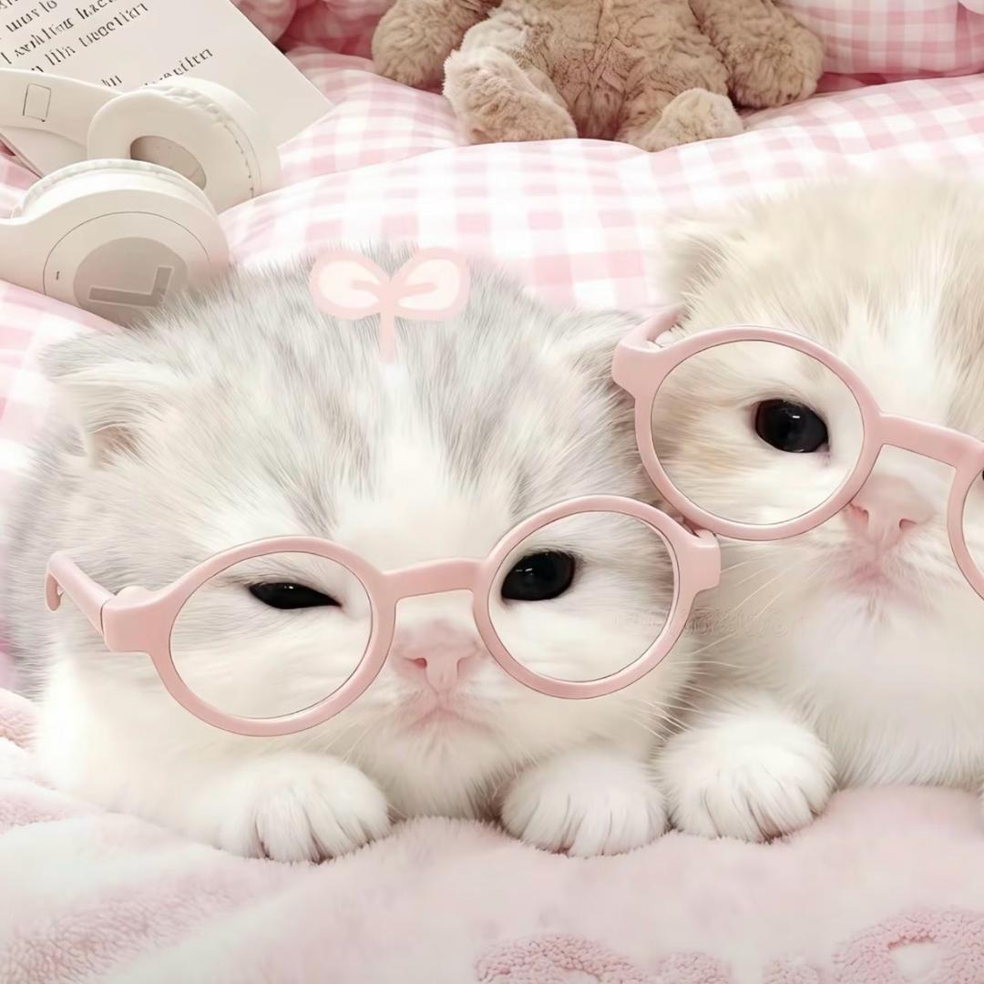 小猫仆^›⩊‹^ ੭