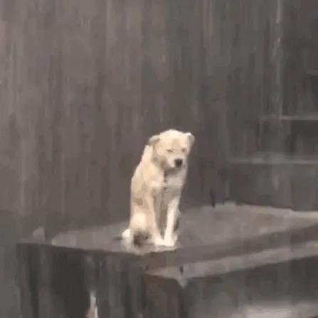 momomomo头像