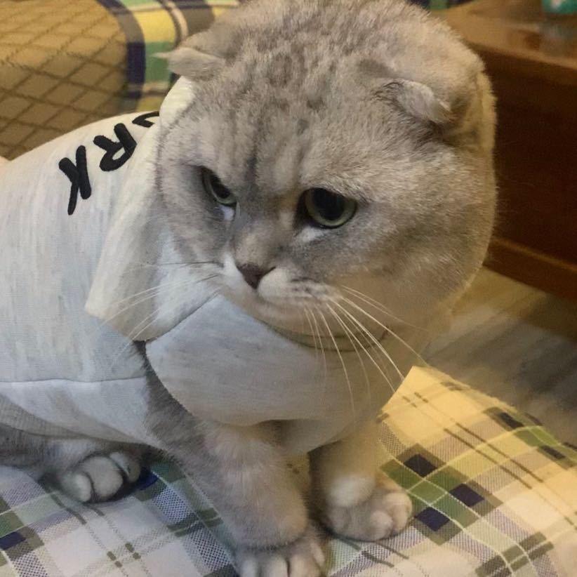 黄皮皮🐱