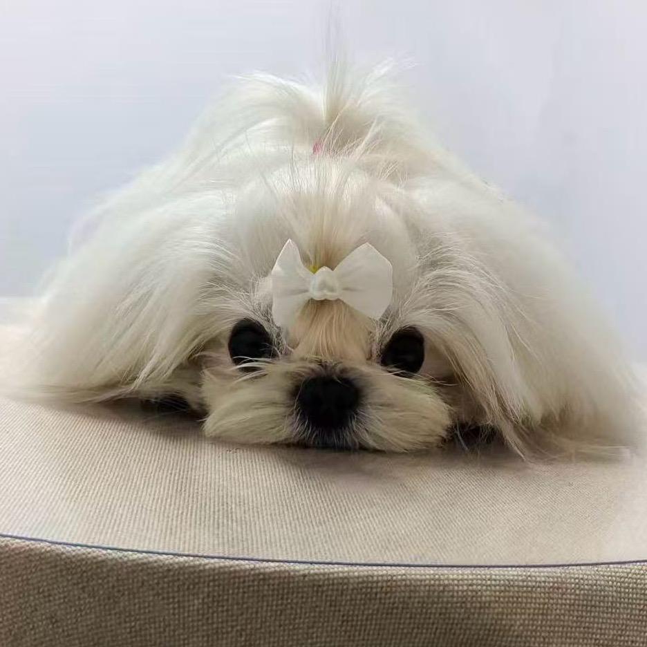 婷婷源头犬舍