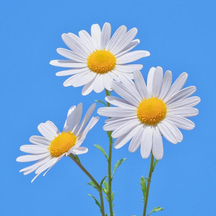 ɞ✨✩⡱幸运超级加倍✨ʚ