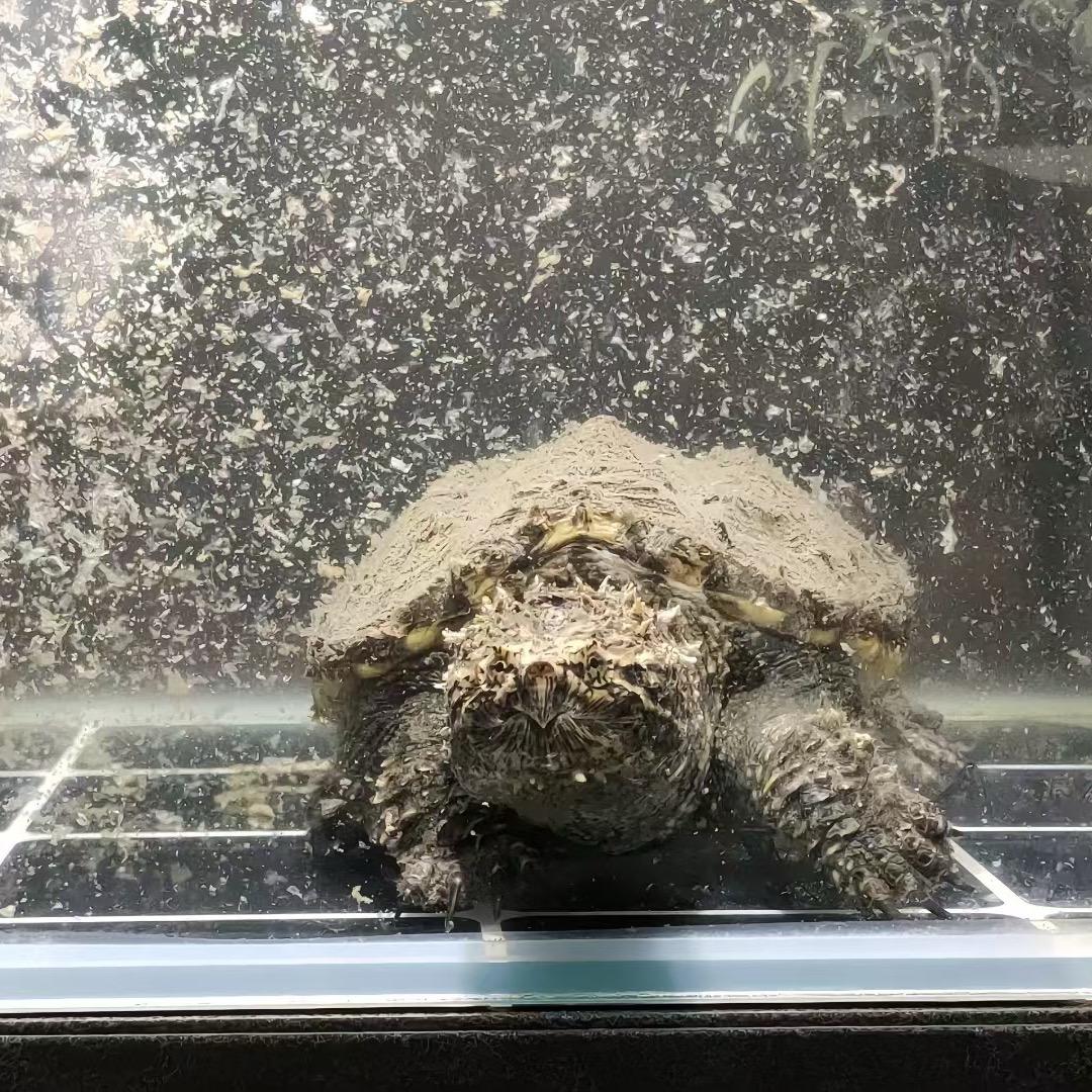 佛鳄商务会所