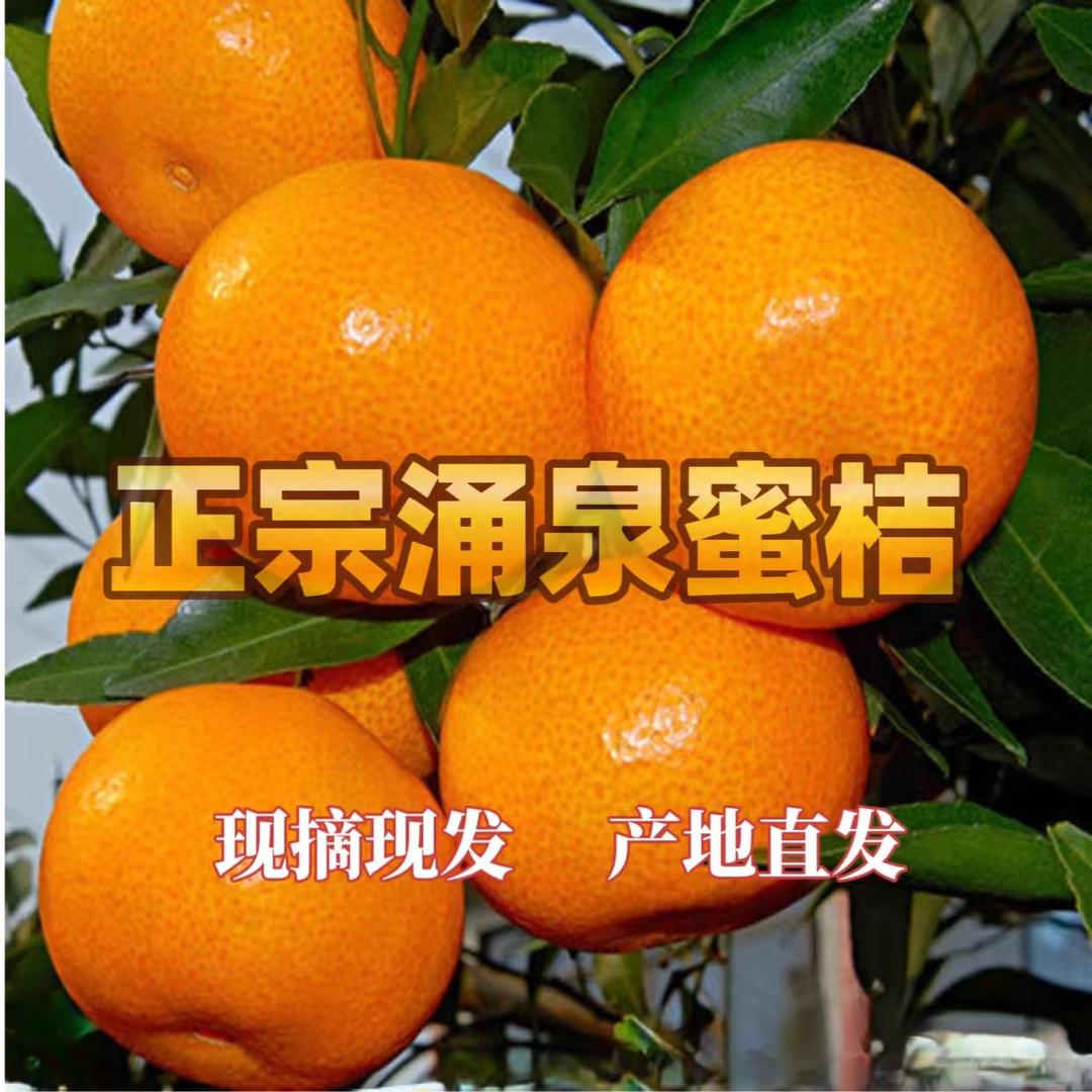 正宗涌泉蜜桔-妙妙